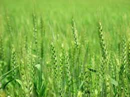 गेहूं 