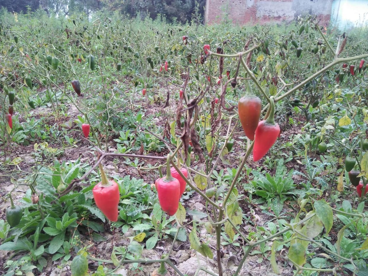 Chilli crop damaged by drizzling, farmers worry