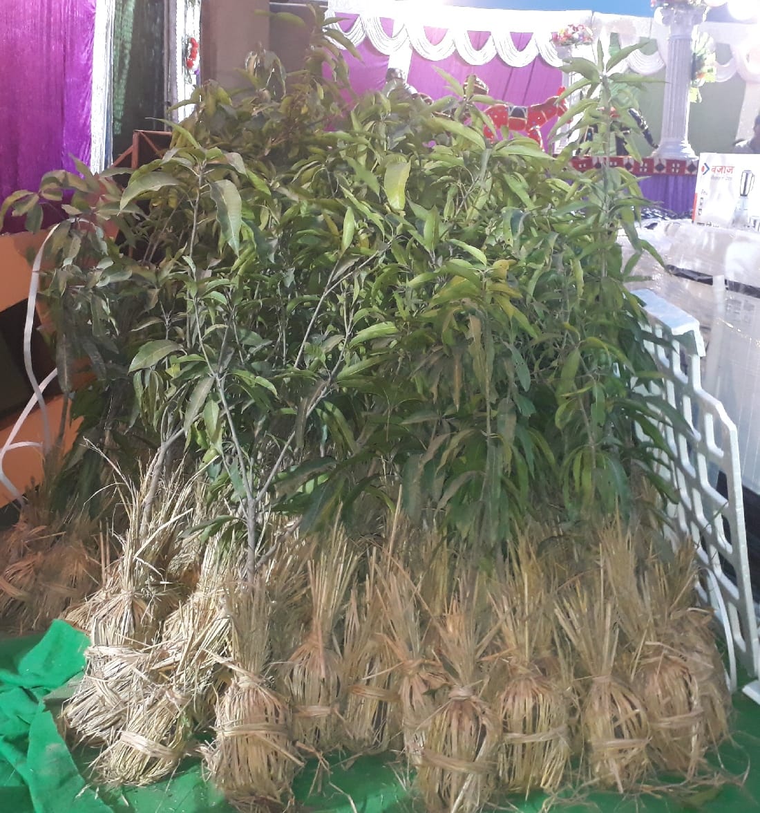 तिलकोत्सव में वधु पक्ष ने भेंट किए डेढ़ सौ आम के पौधे