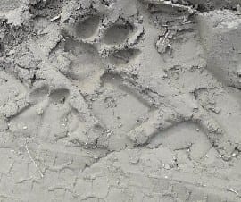 Tiger tries to kill ox