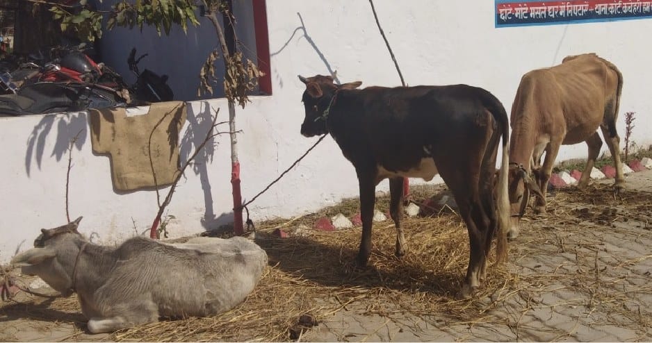 Cows recovered in Maruti Car
