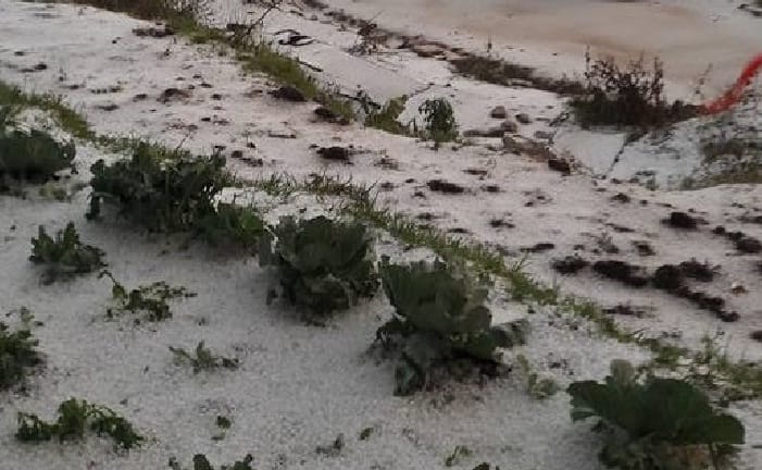 Harvesting farmers' crops with hailstorm