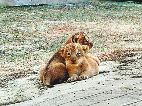  three lionesses and one lion will come from Gujara