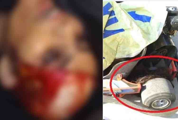 bathinda lady hair trapped in racing car in yadvindra garden pinjore, died