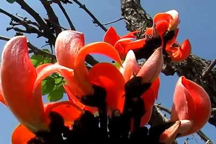 Various medicinal properties in flower of tesu