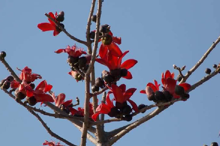 Various medicinal properties in flower of tesu