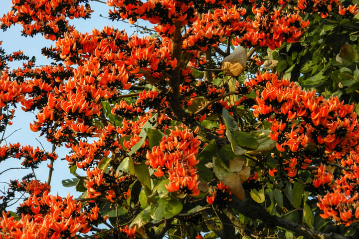 Various medicinal properties in flower of tesu