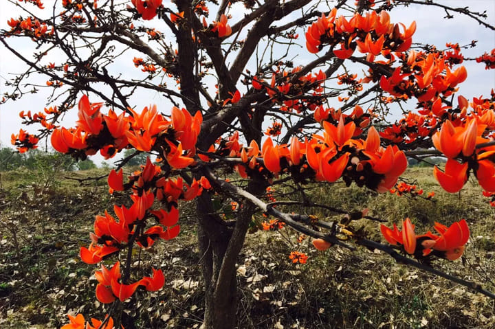 Various medicinal properties in flower of tesu