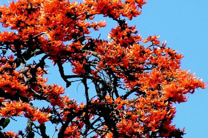 Various medicinal properties in flower of tesu