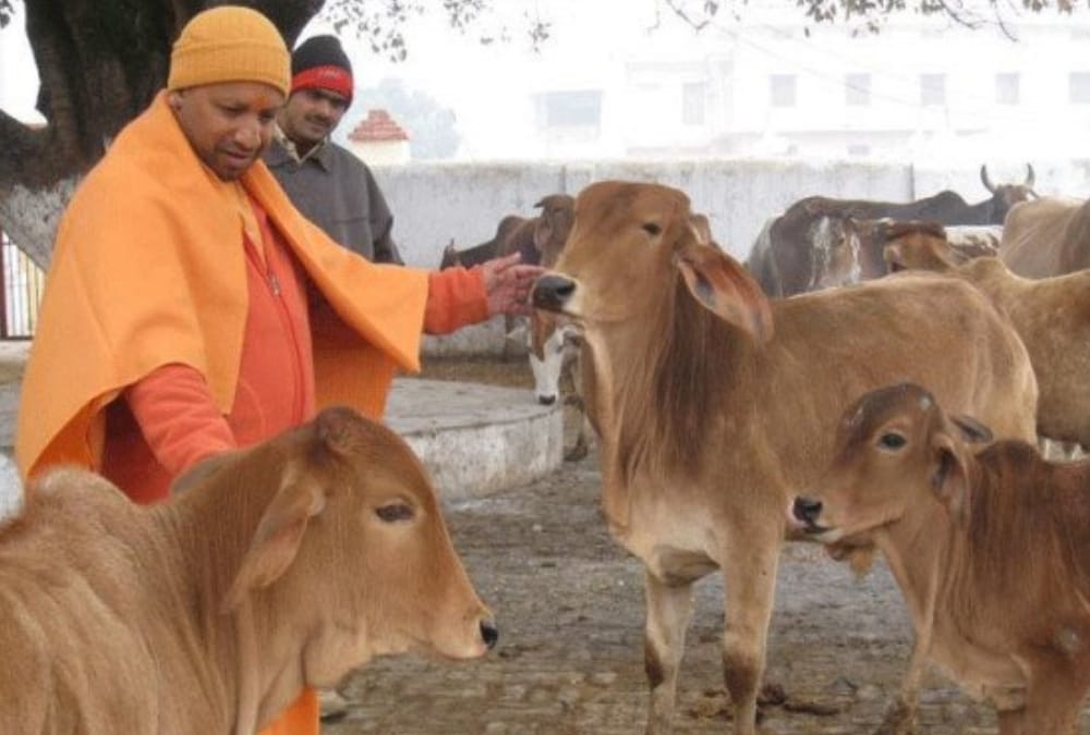 cow to play big role in bjp's plan for election 2019.