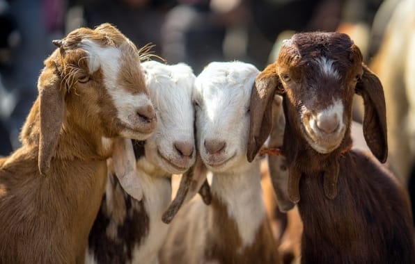 Be careful, the Delhi Police is looking for four goats.
