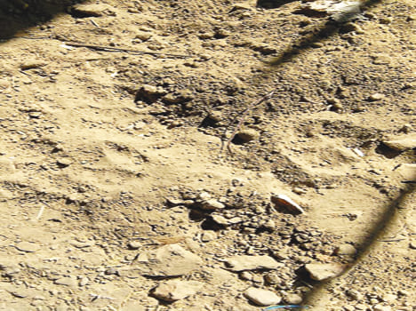 Violent wildlife killed four cattle