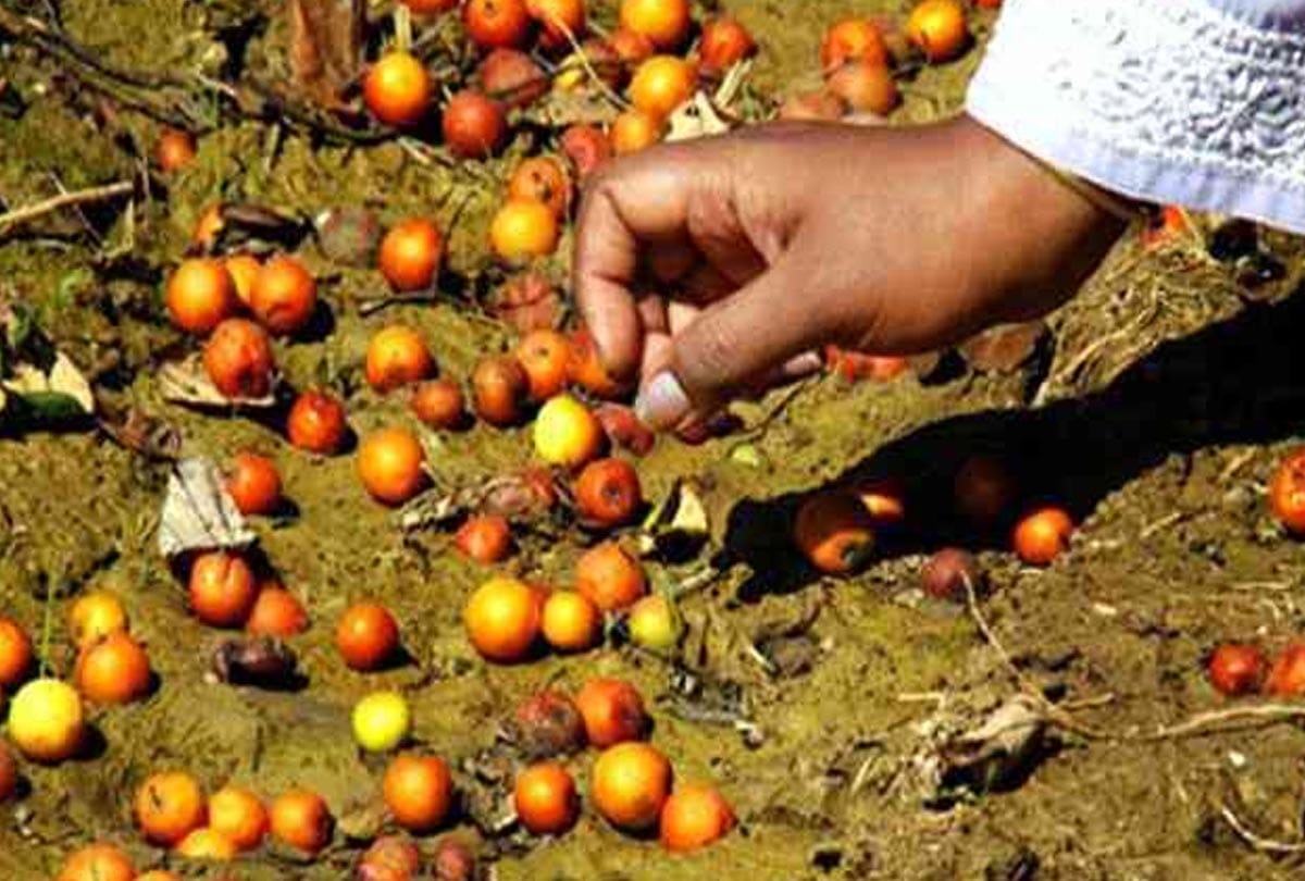 pregnant women want to eat Jujube