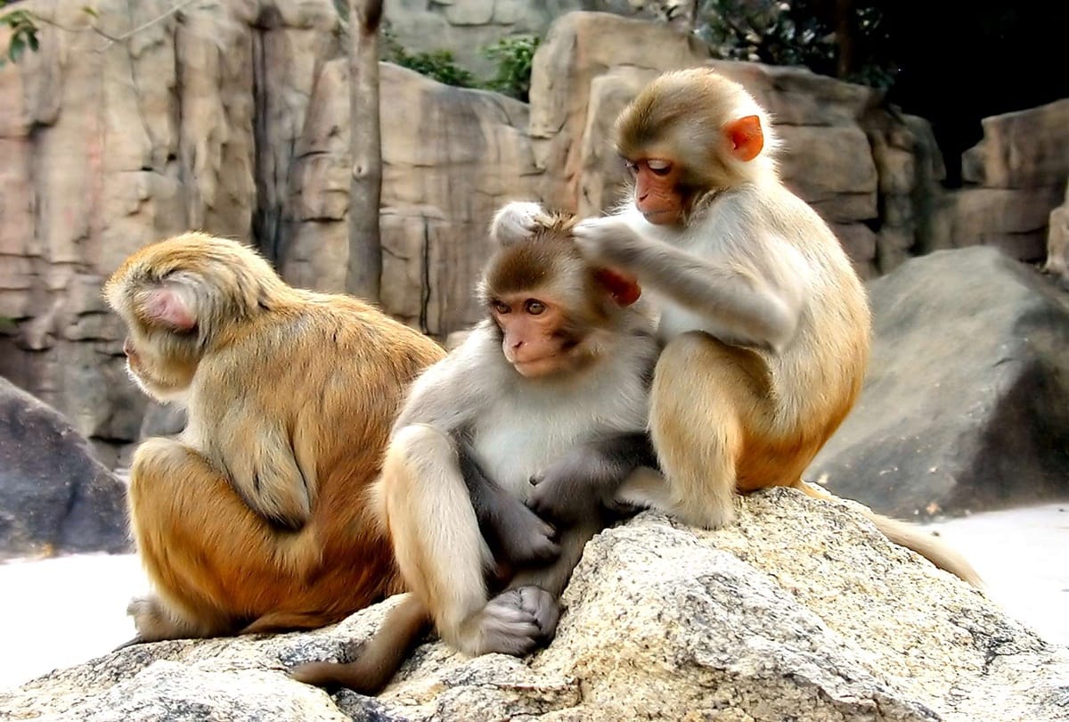 A village in Bihar where girls not getting married due to monkeys Incitement 