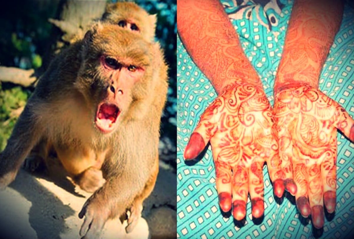 A village in Bihar where girls not getting married due to monkeys Incitement 