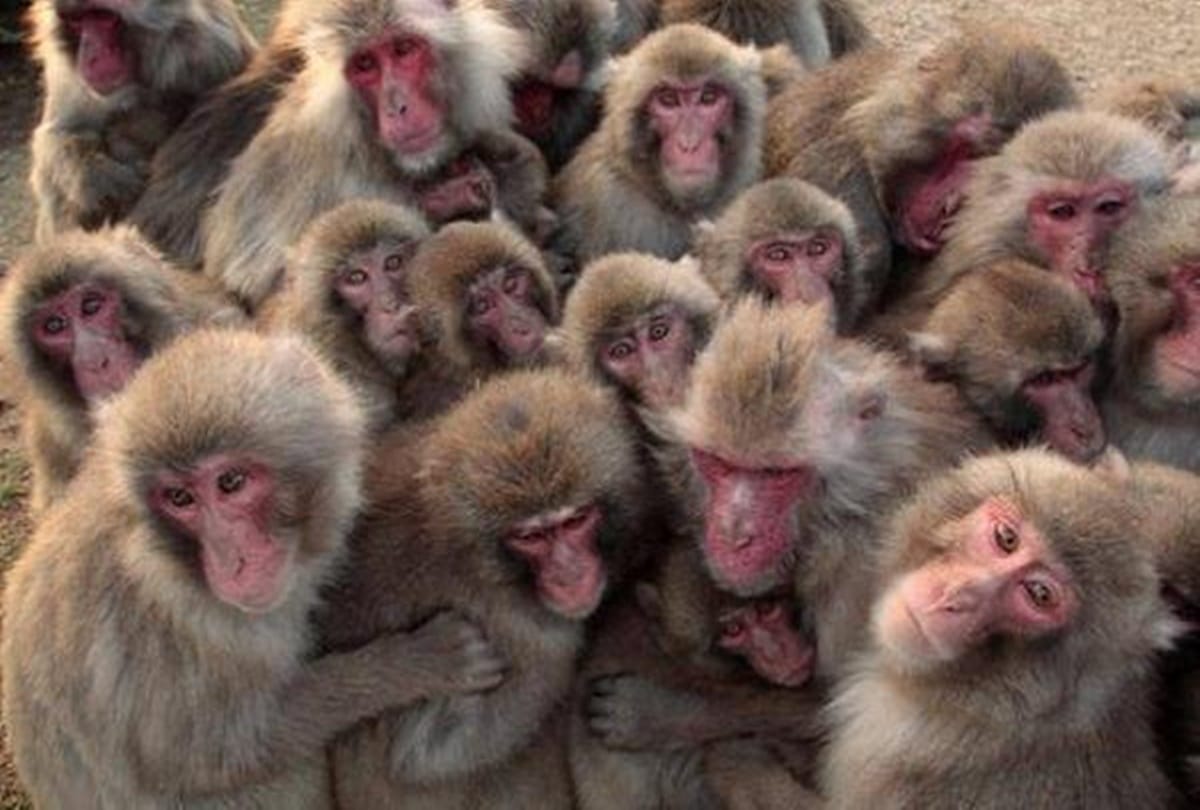 A village in Bihar where girls not getting married due to monkeys Incitement 