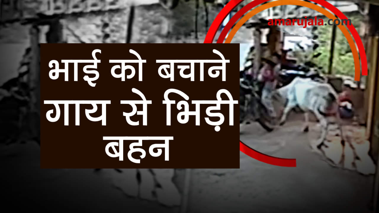 sister saves little brother from a raging cow caught on camera