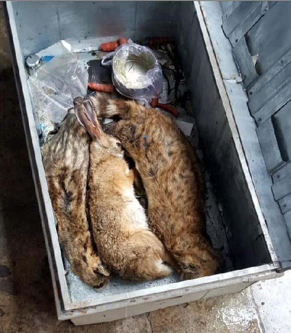 Shocking and dangerous animal found in scooty