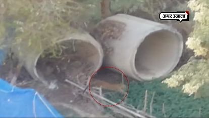 rescue operation for leopard in lucknow