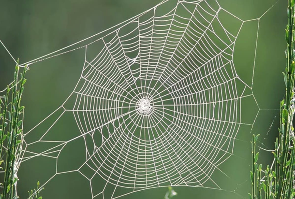 according to vastu shastra spider webs bring bad luck in home