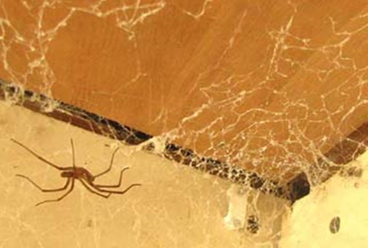 according to vastu shastra spider webs bring bad luck in home