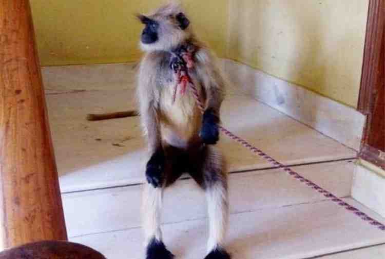 unique marriage, baboon given to groom in dowry