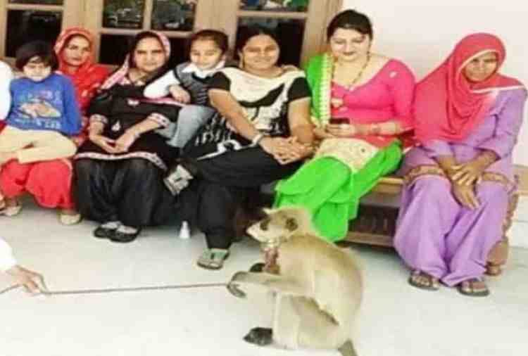 unique marriage, baboon given to groom in dowry