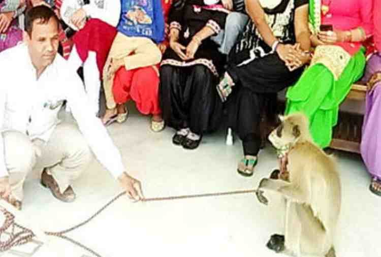 unique marriage, baboon given to groom in dowry