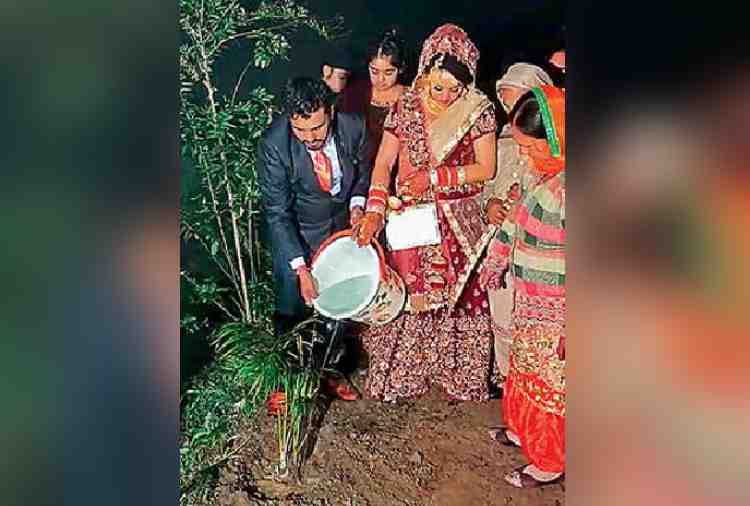unique marriage of punjab village sarpanch, bride planted tree