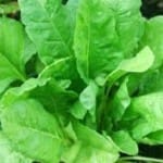  CDRI made medicine for Osteoarthritis  from spinach