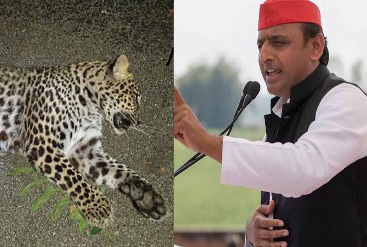 Lucknow police on Saturday killed a leopard