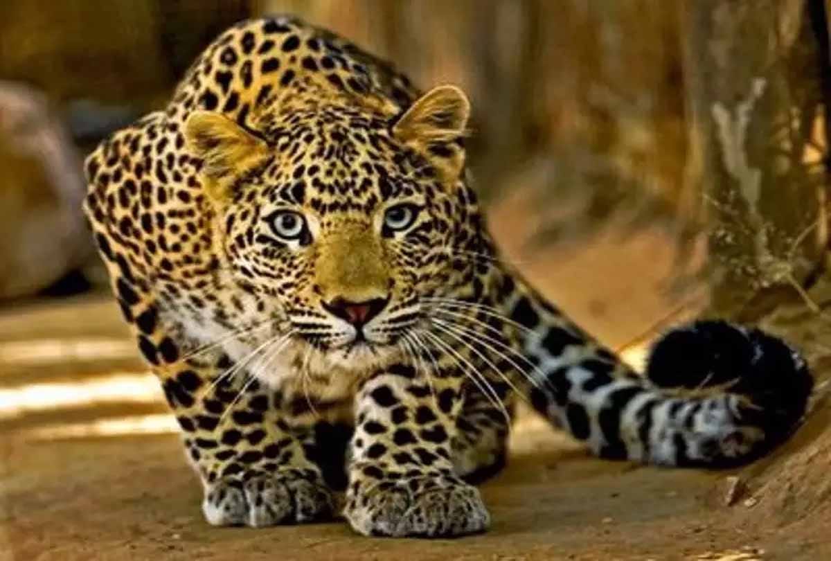 Lucknow police on Saturday killed a leopard