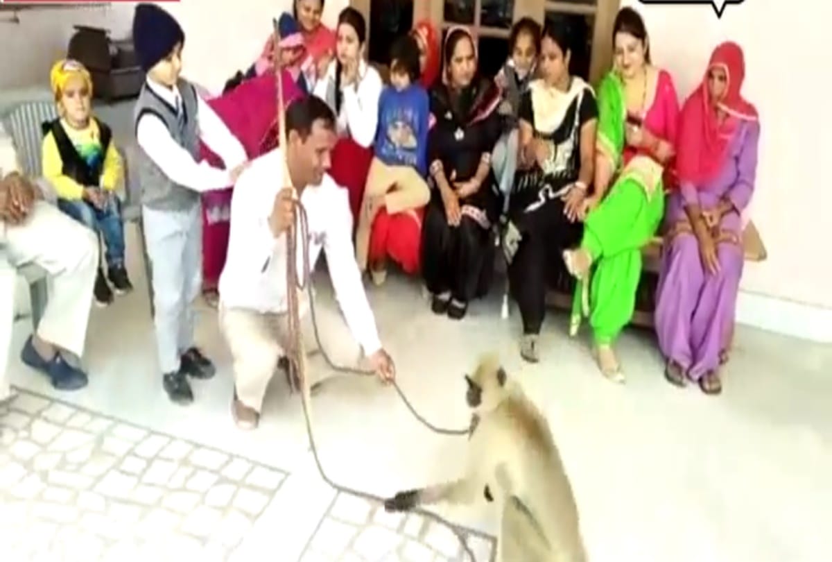 Bride Brought a langoor in dowry 