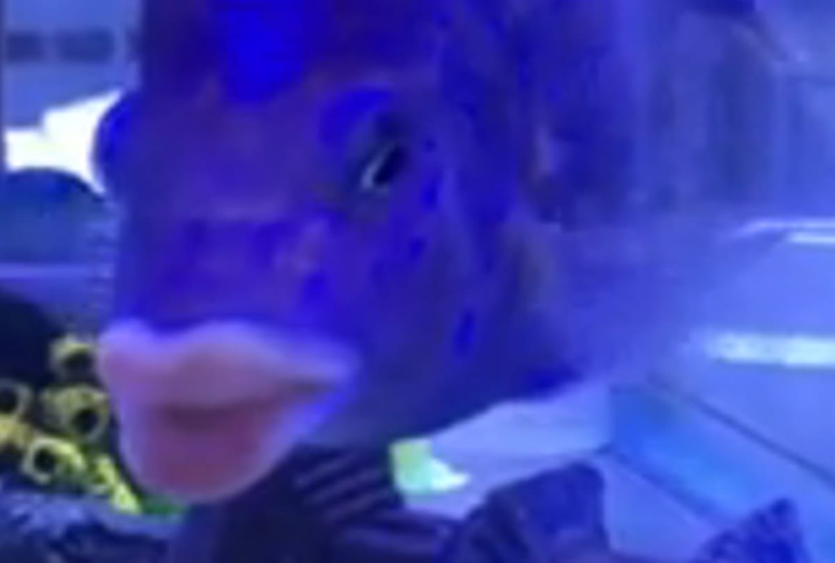 This unique Fish Have Lips Like Humans