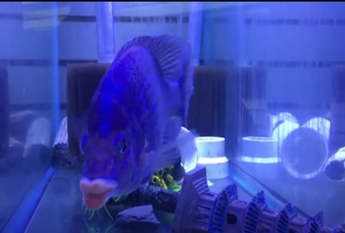 This unique Fish Have Lips Like Humans