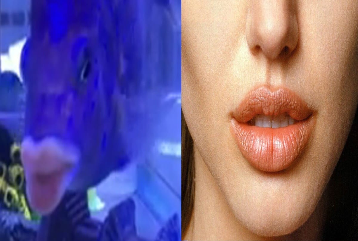 This unique Fish Have Lips Like Humans