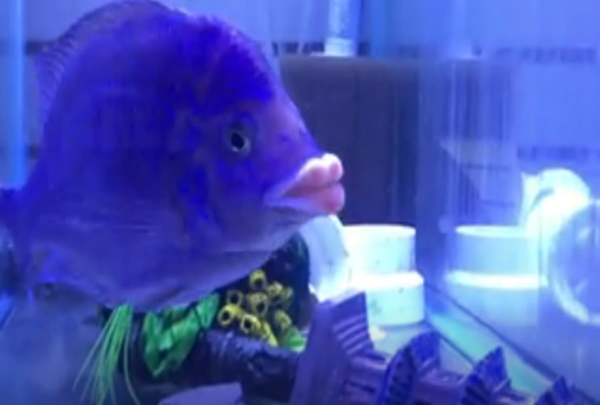 This unique Fish Have Lips Like Humans