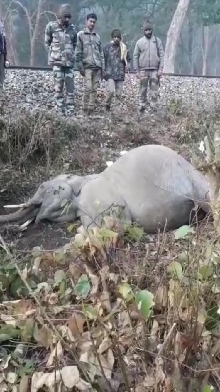 nanda devi express crushed elephant
