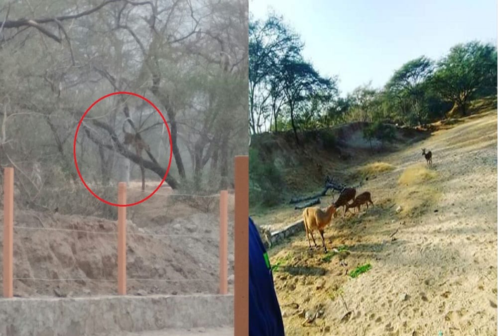 rajasthan jaipur panther caught on camera near jhalana leopard safari by localites 