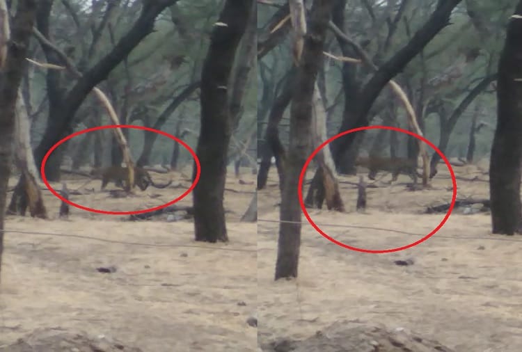 rajasthan jaipur panther caught on camera near jhalana leopard safari by localites 