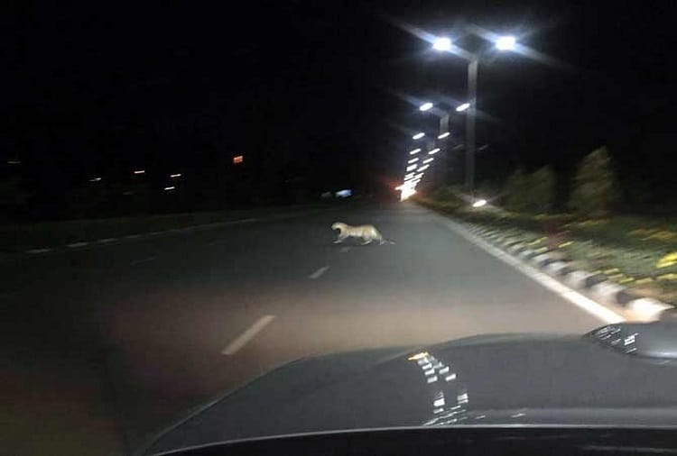 rajasthan jaipur panther caught on camera near jhalana leopard safari by localites 