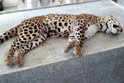 post mortem report of leopard lucknow.