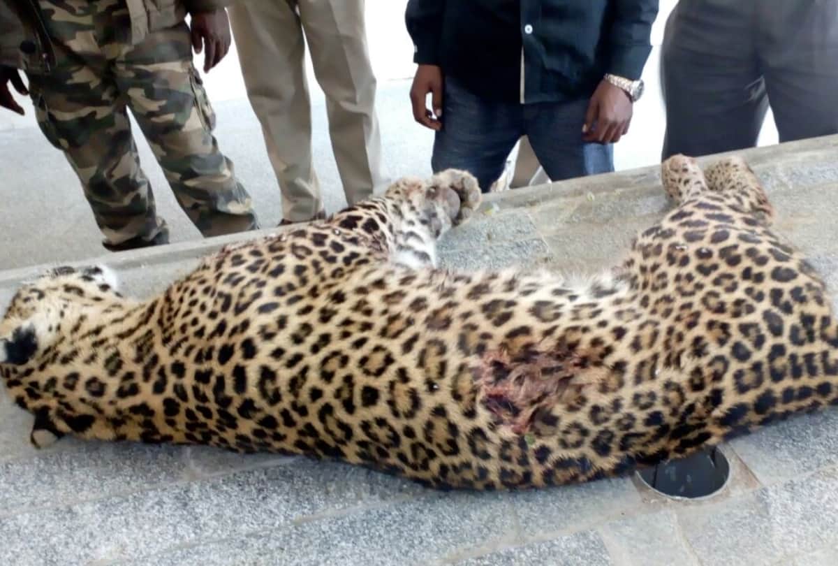 SHO shot leopard in lucknow
