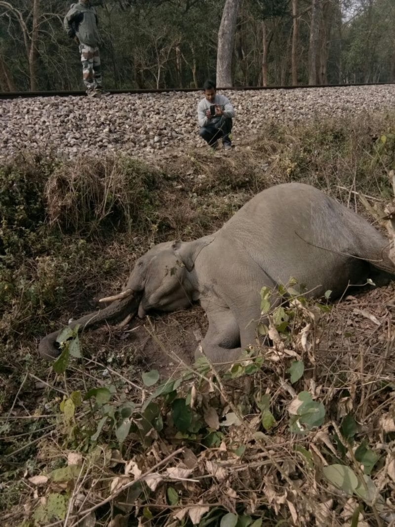 elephant died, collided the train