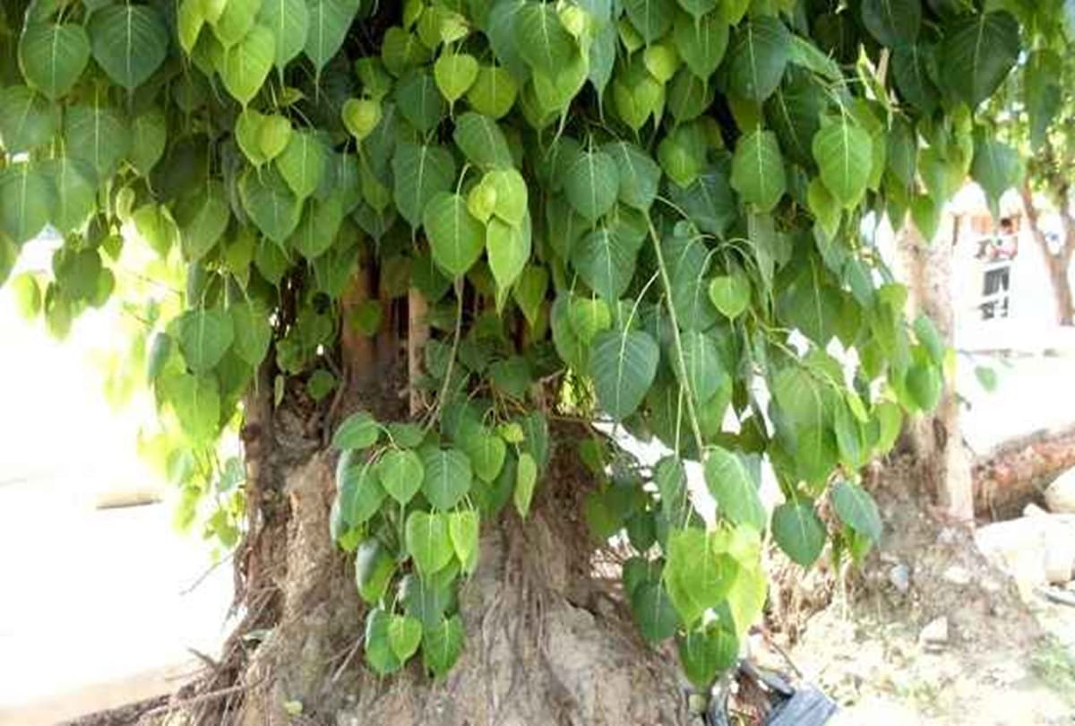 uttarakhand news: natural oxygen plant peepal is being neglected