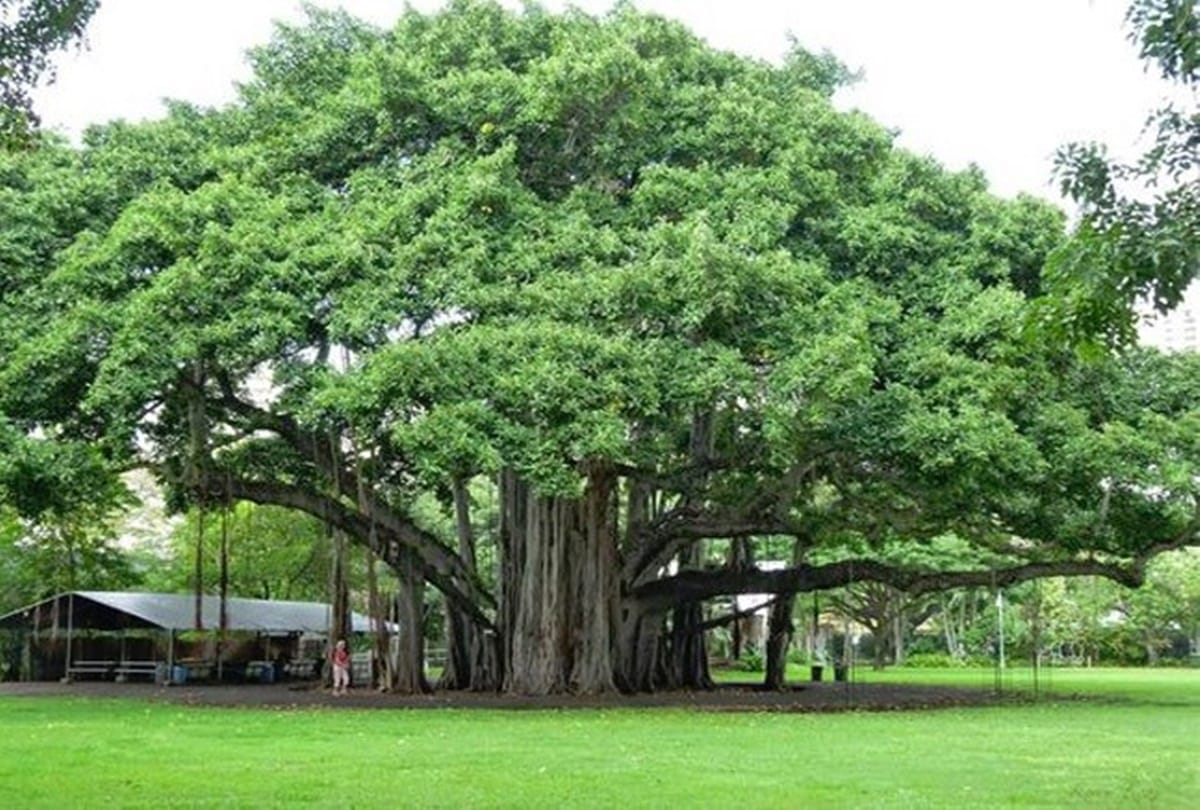 NGT: Petition filed for the cutting of a hundred year old Ficus religiosa tree