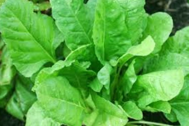  CDRI made medicine for Osteoarthritis  from spinach