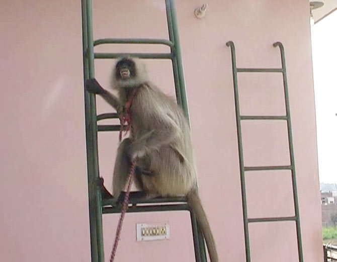 unique marriage, baboon given in dowry, case filed against groom