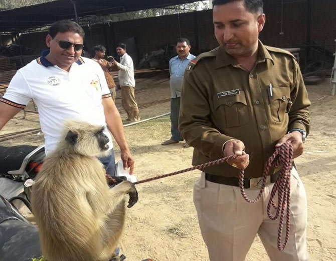 unique marriage, baboon given in dowry, case filed against groom