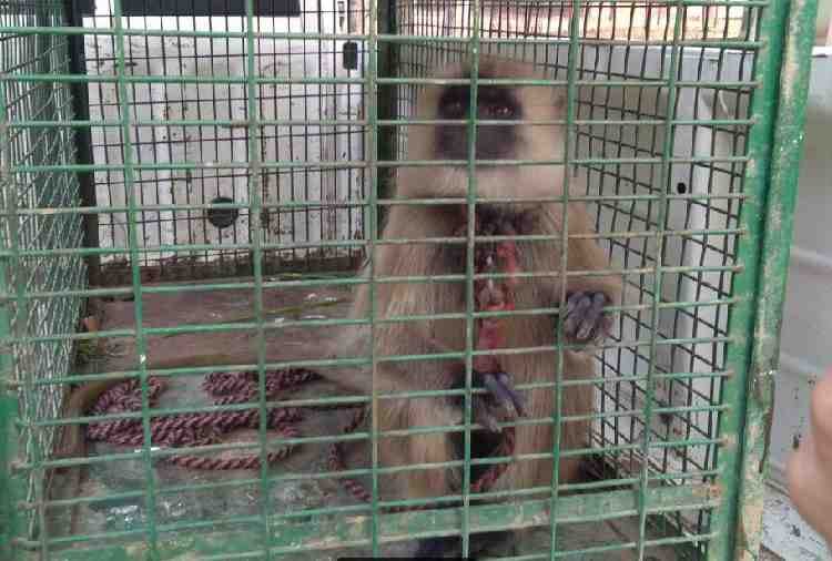 unique marriage, baboon given in dowry, case filed against groom
